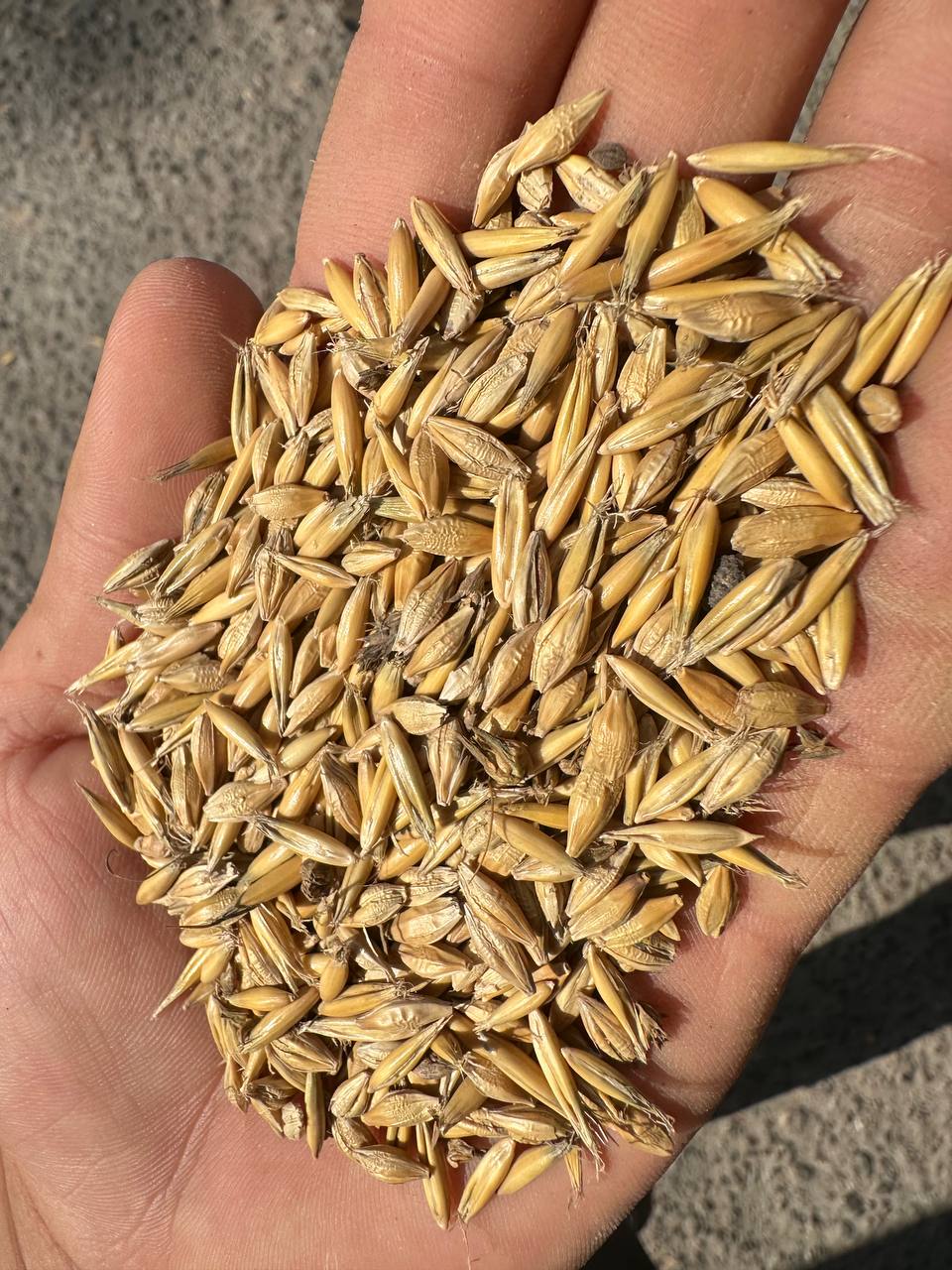 Arpa Suli aralash