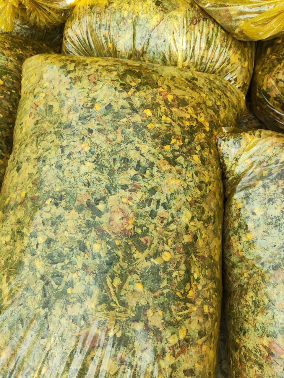 Donli yangi sveji qoʻpli silyos — 20kg