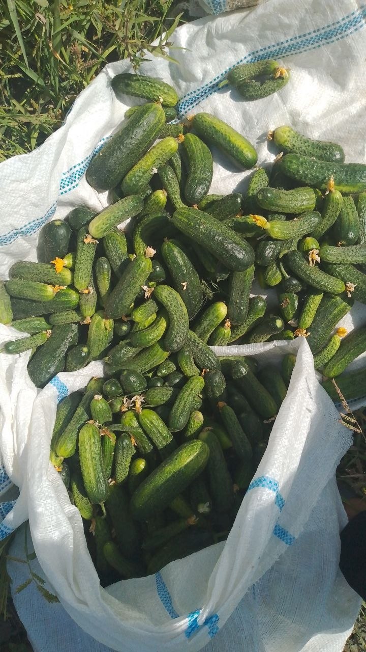 Bodring bor