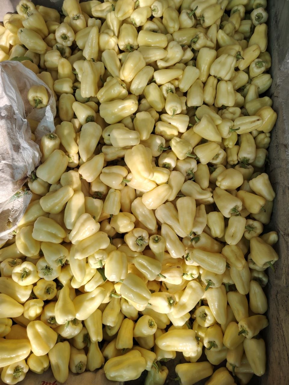 Balgariski tayyor holatda