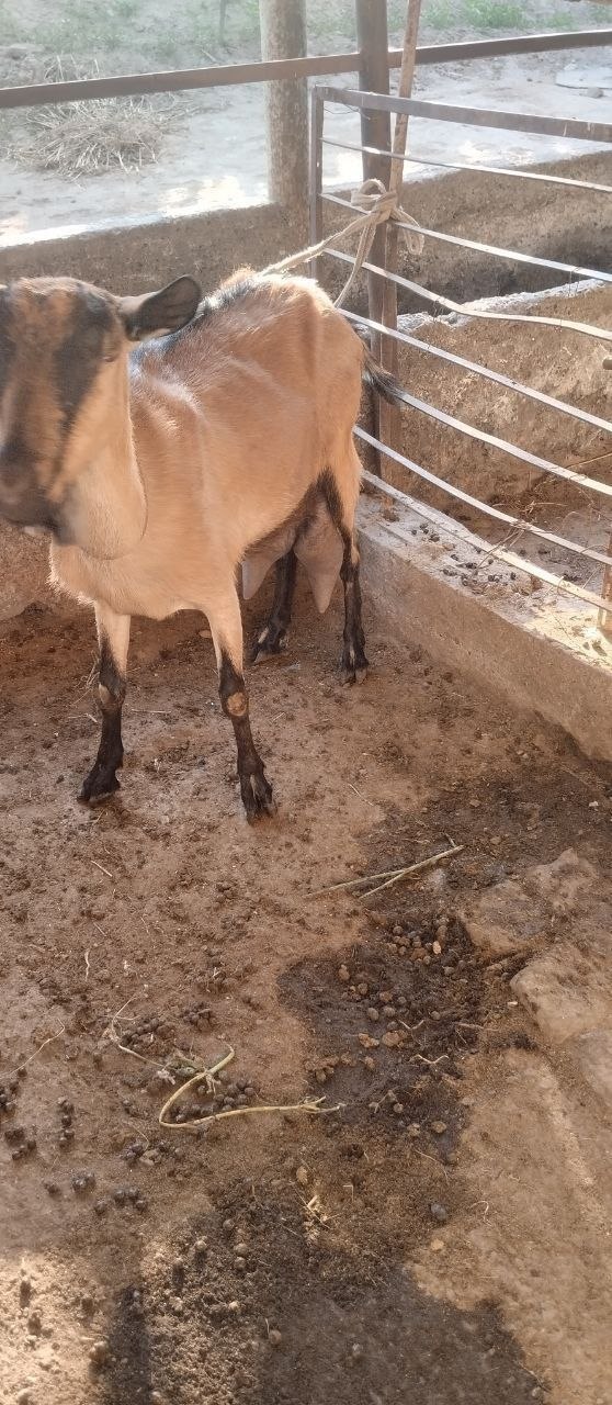 Shu echki erta kech 2 letr sut beradi 4 5 litrgacha