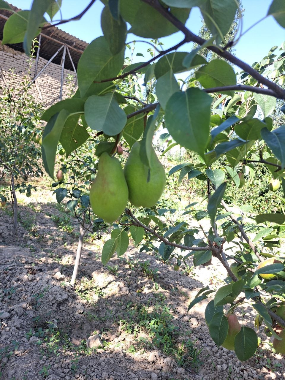 Nok , yangi va mazali
