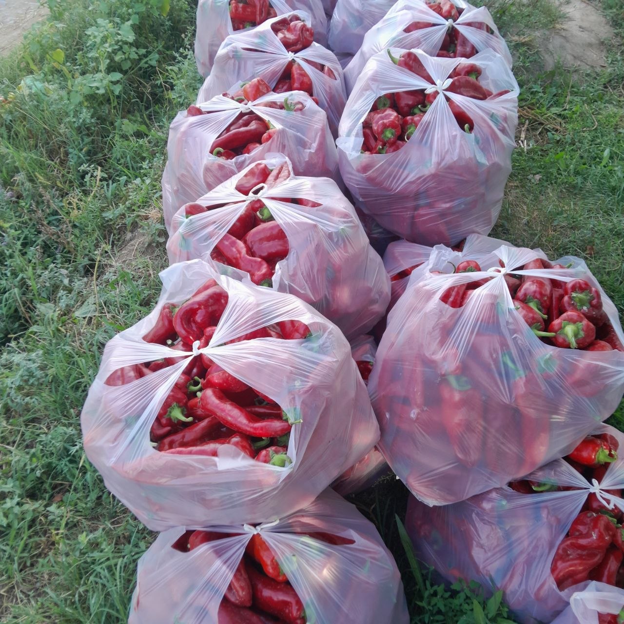 600 kilo tayyor ruminiski — sifatli