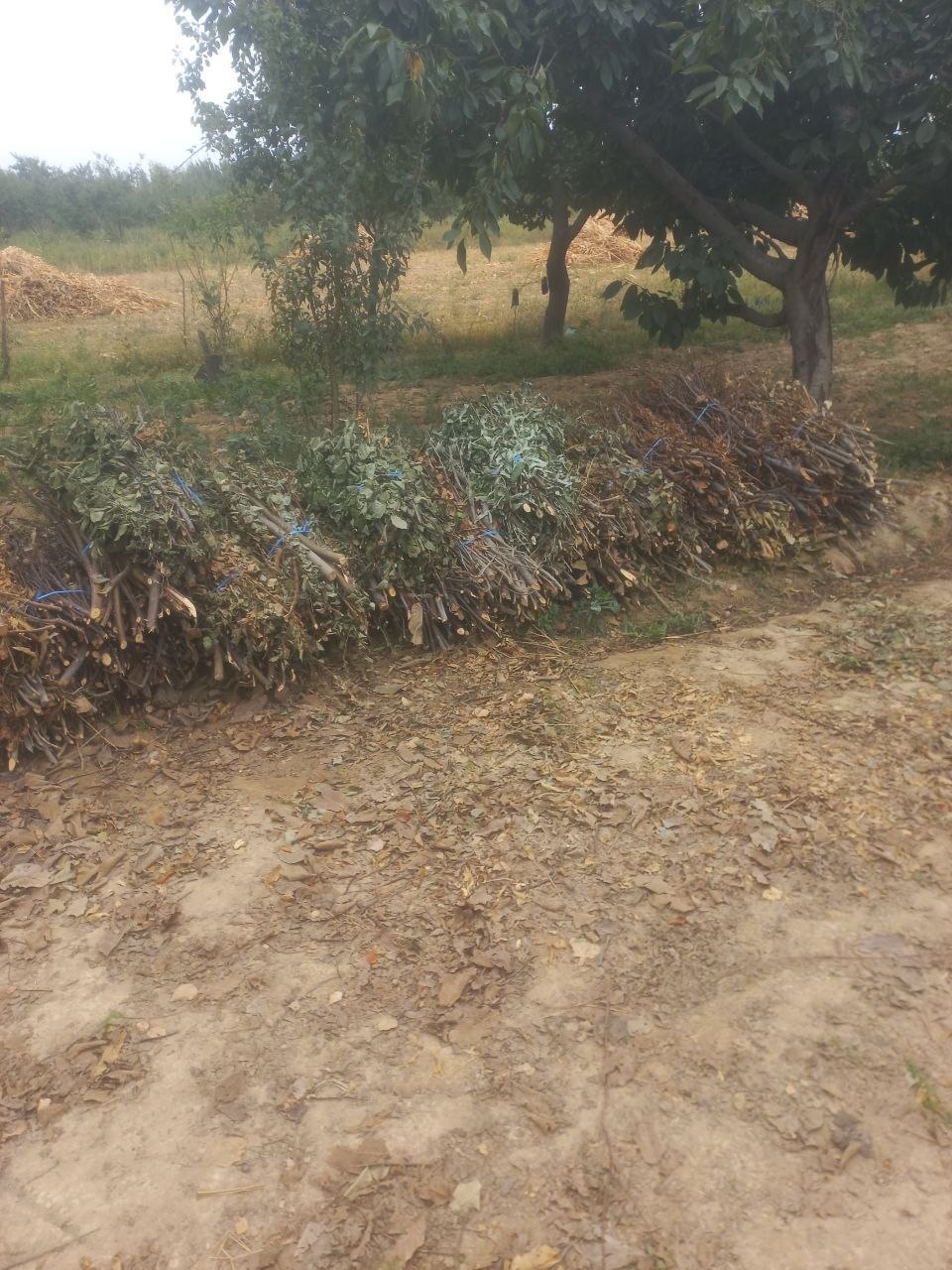 Utin — sotiladigan, aloqaga chiqing