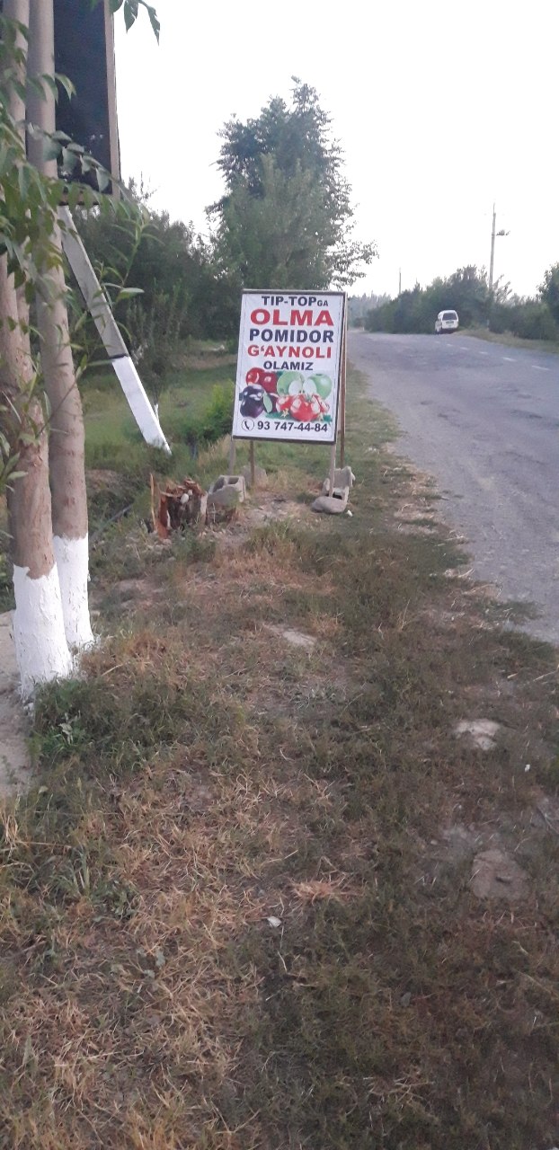 Tip topga olma pamidor olamiz