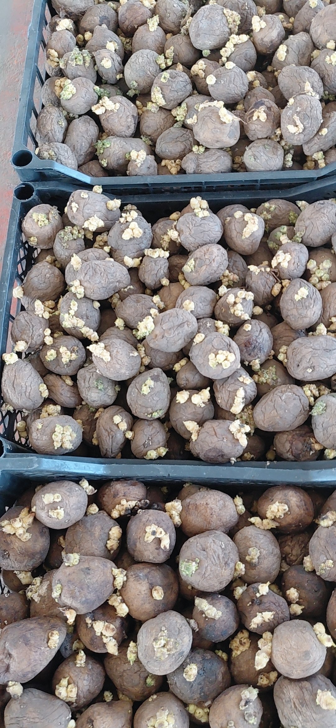 Gala sort — 100 tonna RUS kartoshkasi