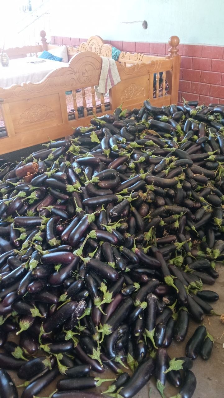 Kimga kerak bolsa baqlajon bor