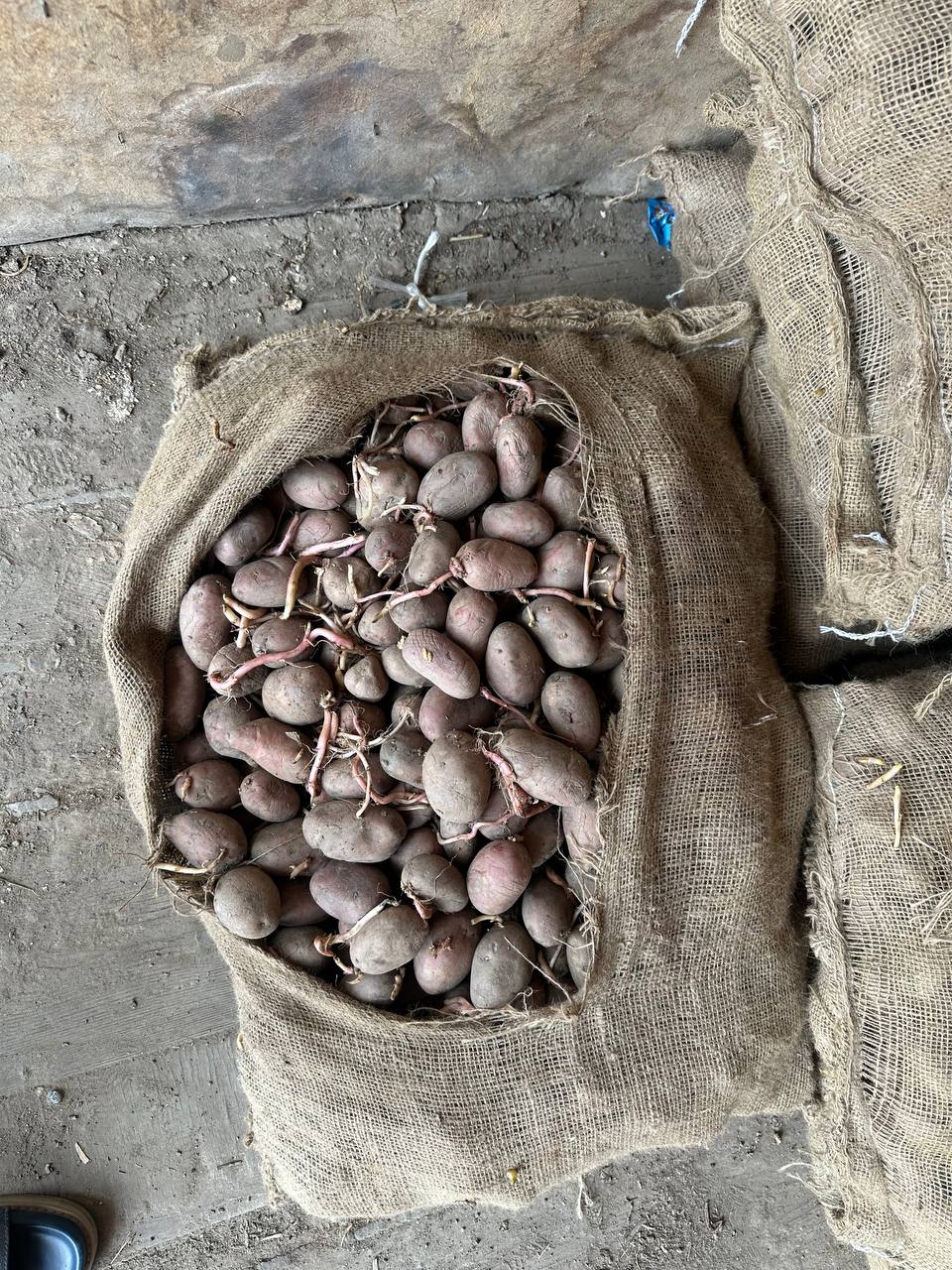 Pokiston esma — sifatli, tayyor