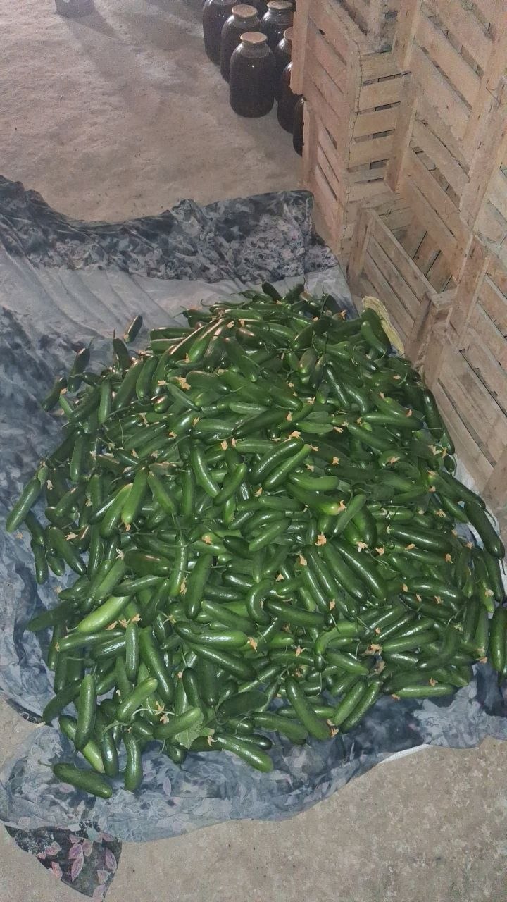 Bodiring — yangi, sifatli