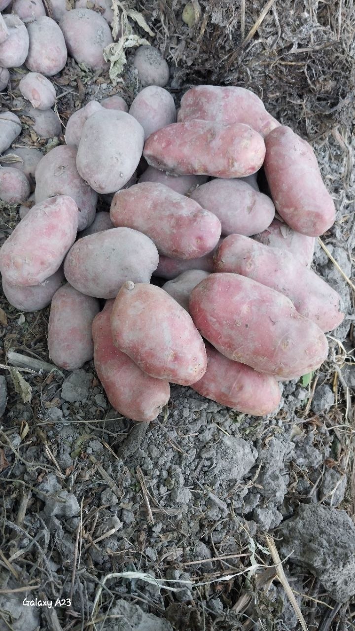 Kartoshkalar sotladi narxni kelshamiz