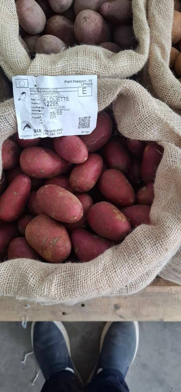 GALANDIYA UPAKOFKA URUGLAR BOT TOSHKENT