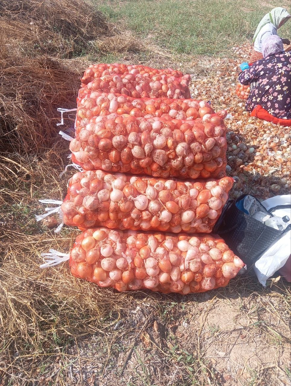 Namanganda qoplangan tayyor piyoz bor