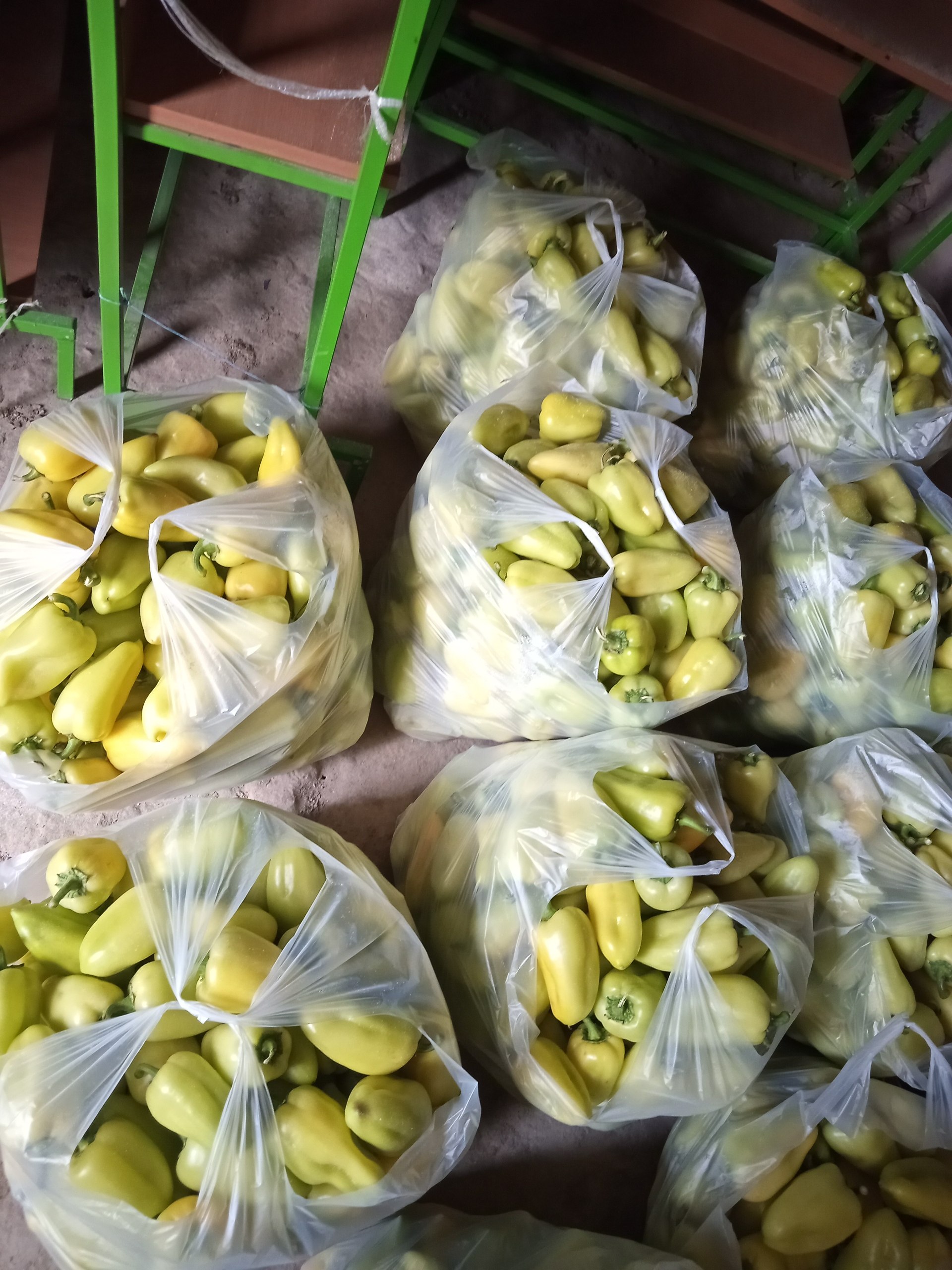Palyot balgar — 33 ta paket, 15-16 kg