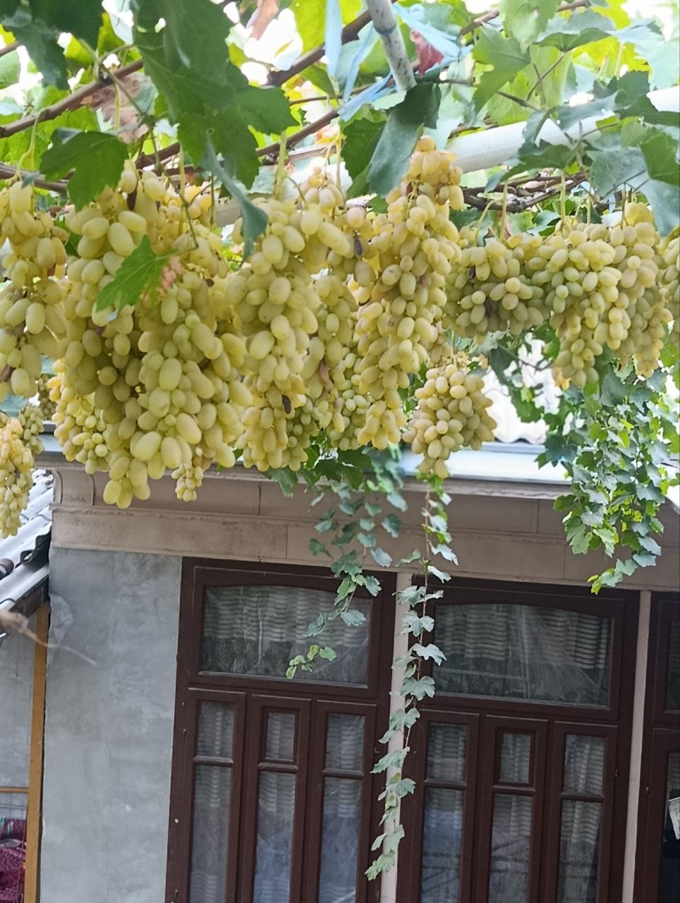 Uzum
