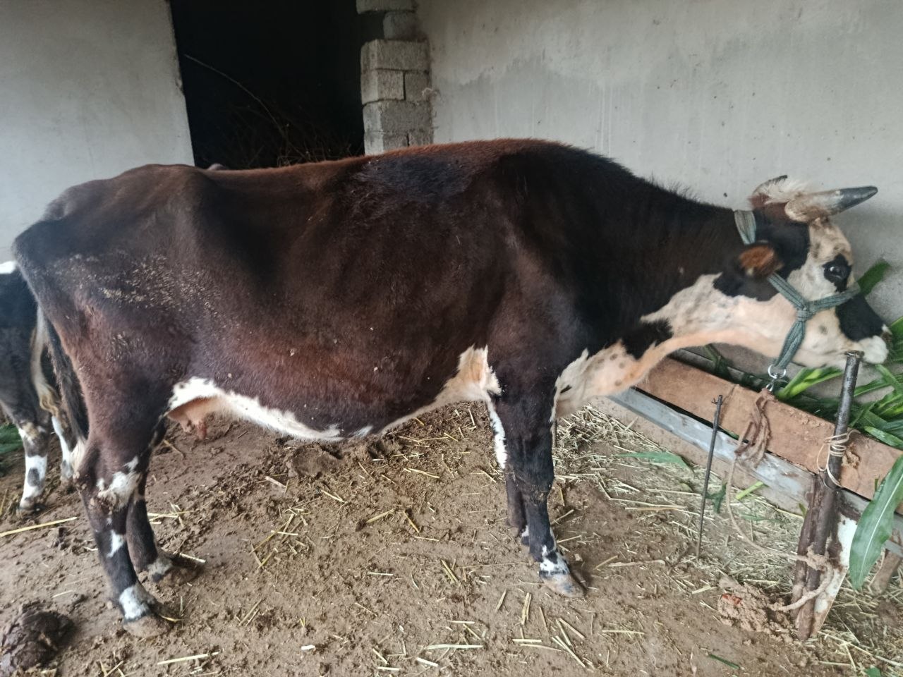 Qisir sigir endi yemga olindi katta mol boʻyi 1 35