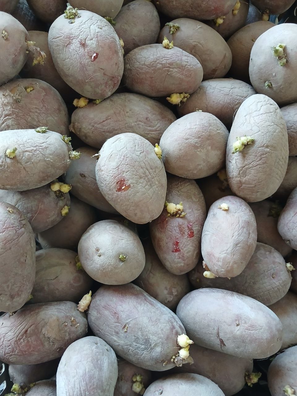 300 kg navoyi — beshkalda ekishga tayyor
