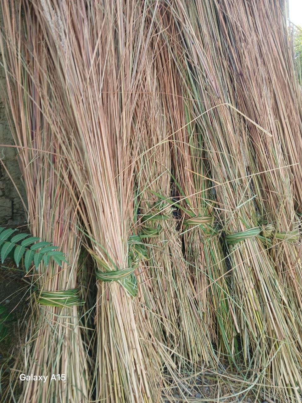Kamish — tabiiy, yuqori sifatli