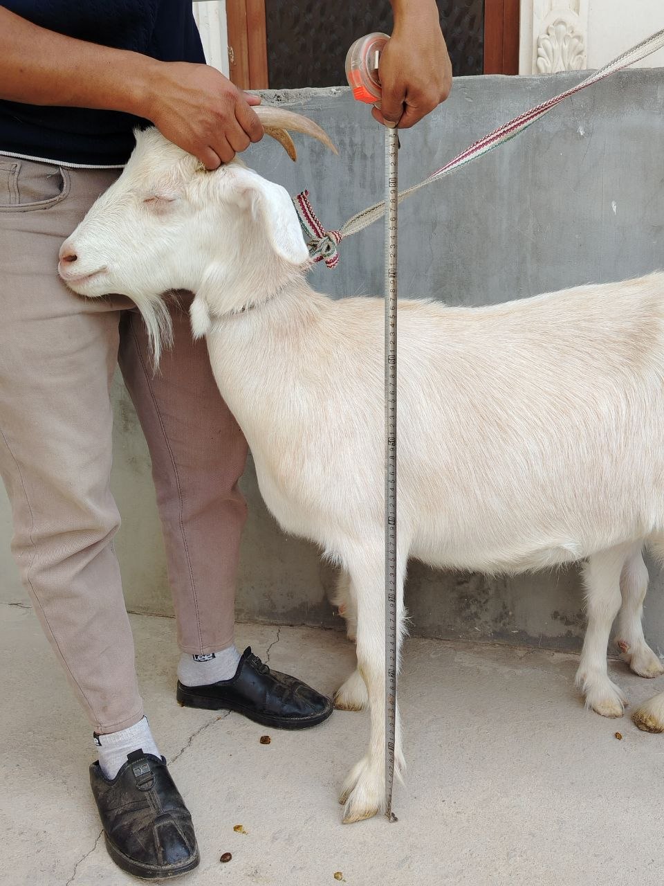 Ona bola Echki