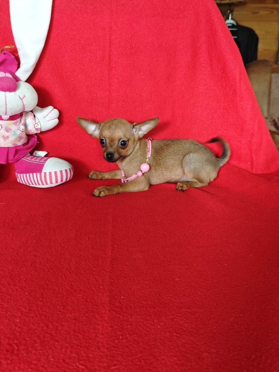 Toy terrier kuchkasi — to'liq emlangan