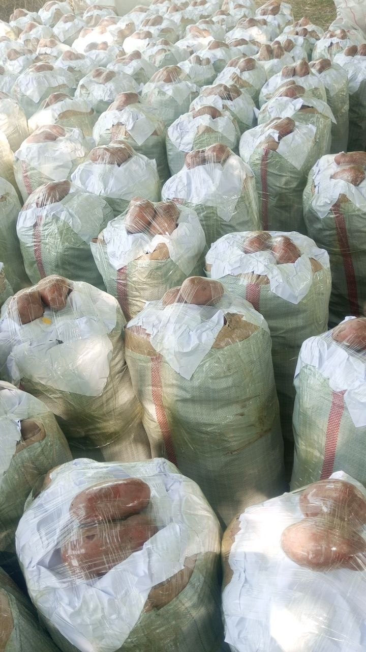 Esma kartoshka tayyorlanyapti oluvchilar boʻlsa