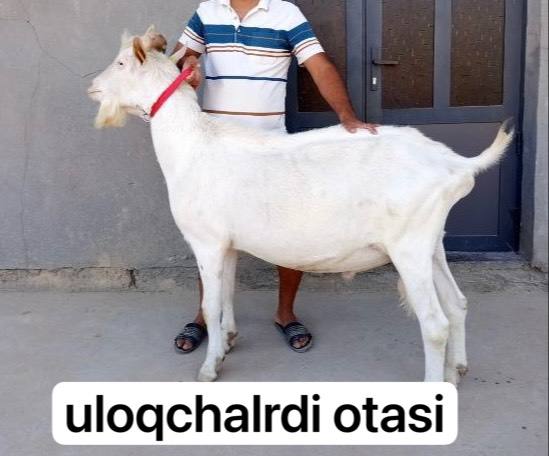 Toza zotli uloqchalar — onasi va otasi bilan