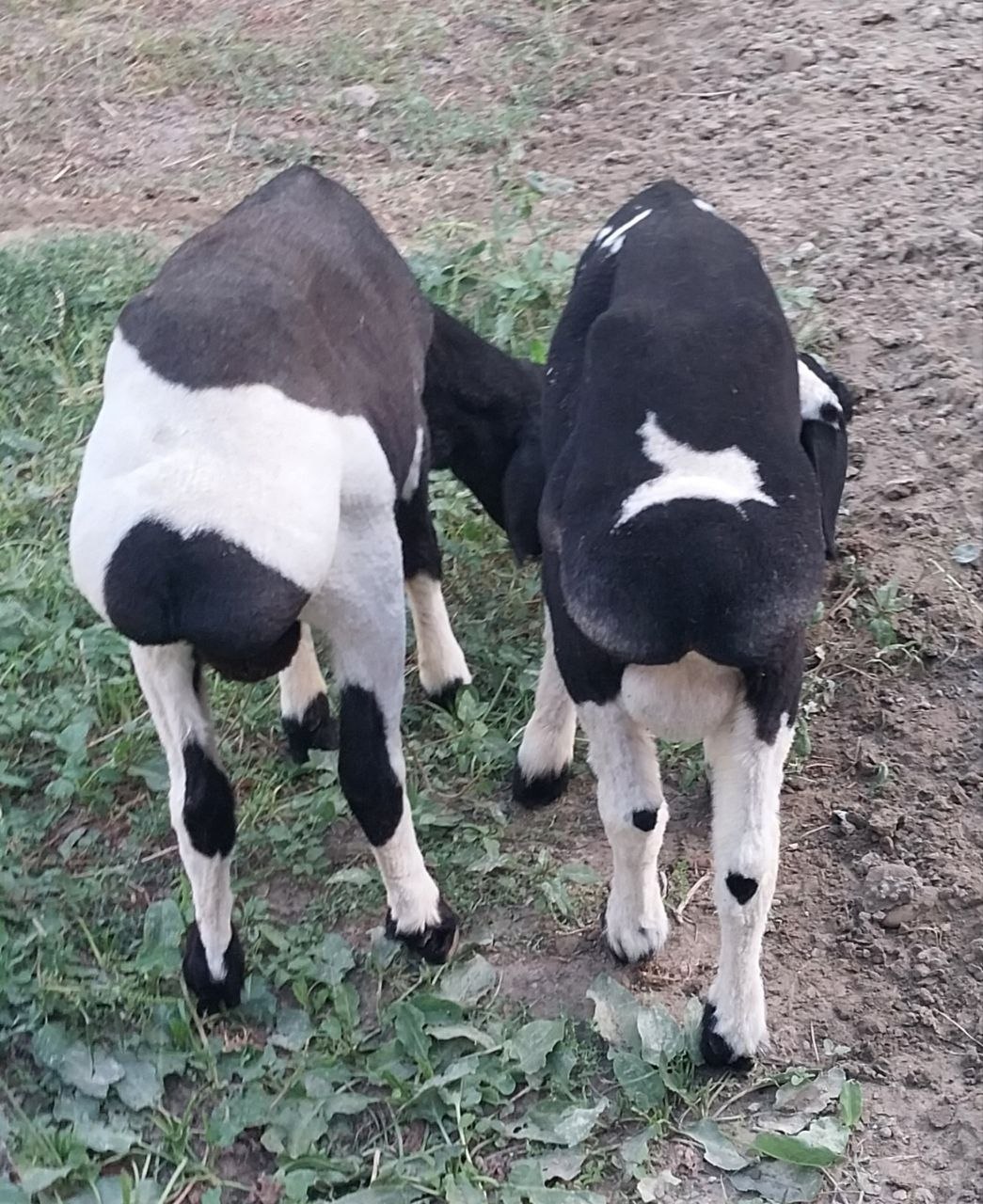 Кузилар сотилади
