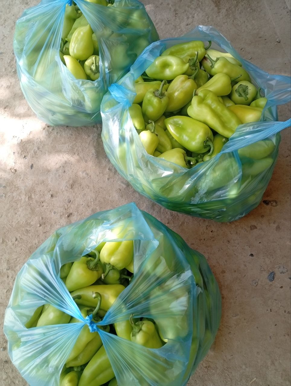 Balgaris — 500 kg