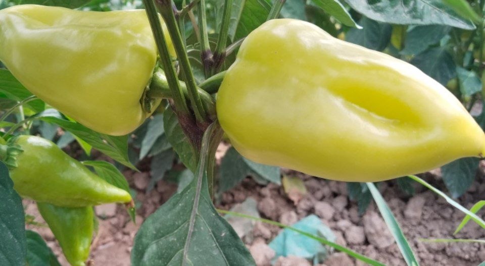 Moldovan bulgʻor qalampiri tayyor