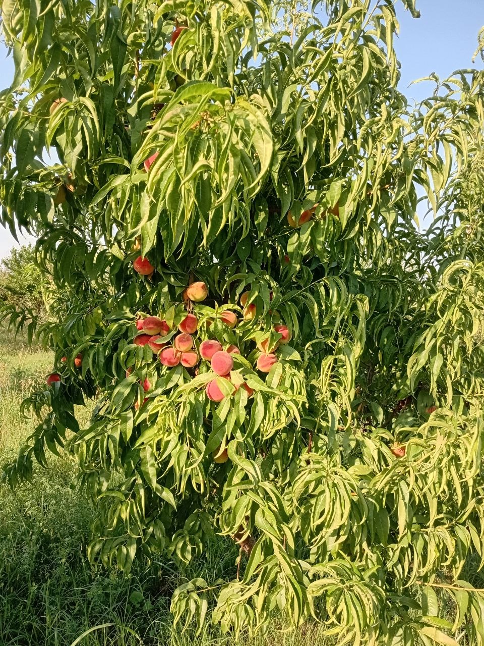 Shaftoli — yangi, mazali