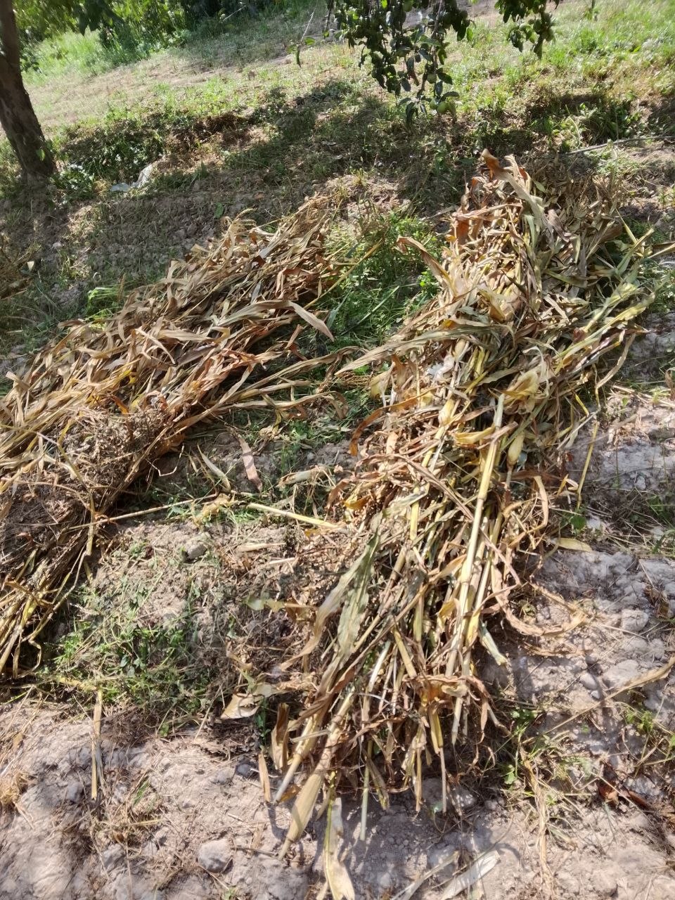 Poya — bog'lab qo'yilgan