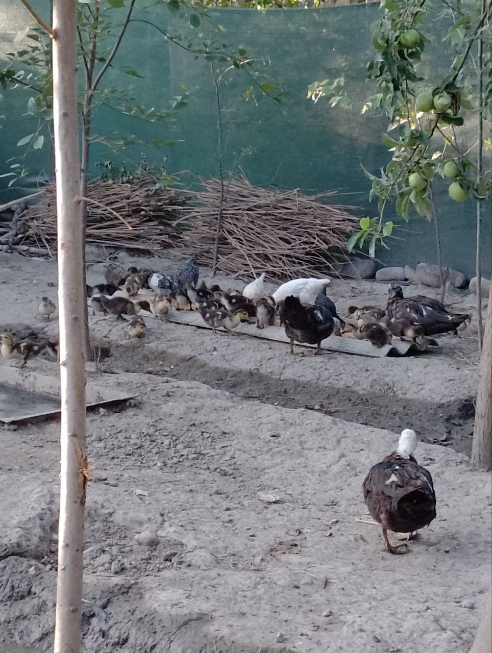 2 dona qush — 45 ta bolasi bilan
