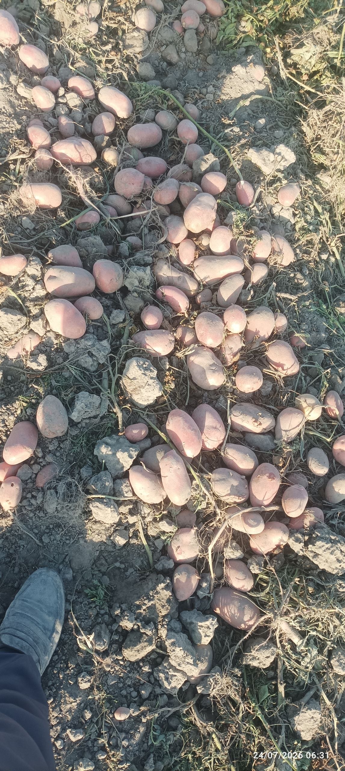 Esmi kartoshka 30 Tonna Wirdon qilingan 3500-som bir