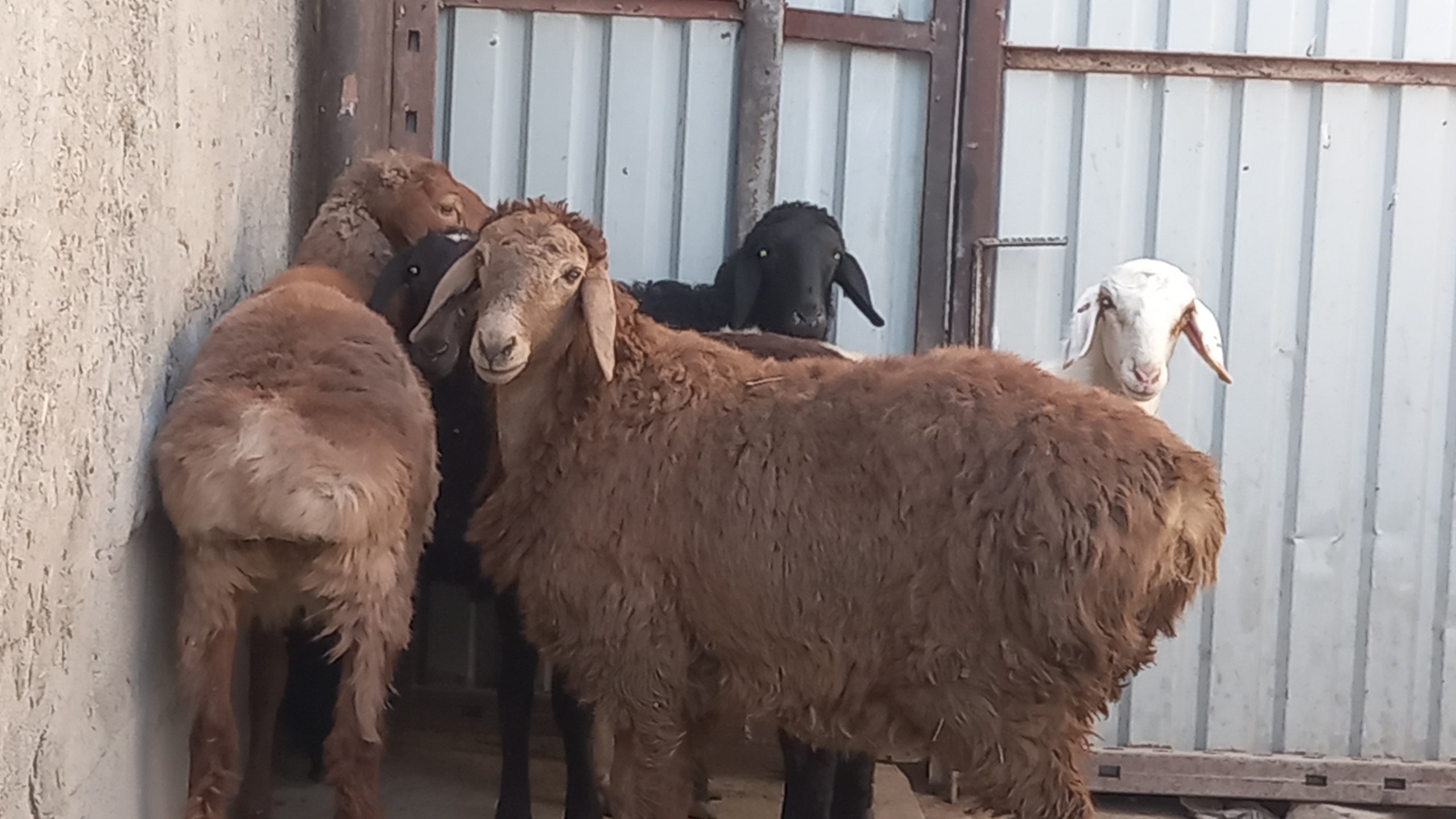 5 ta egiz barra — sog'lom, 2023 yil