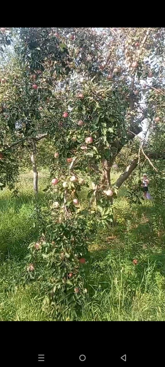 Qizil olmalar bor barabinka