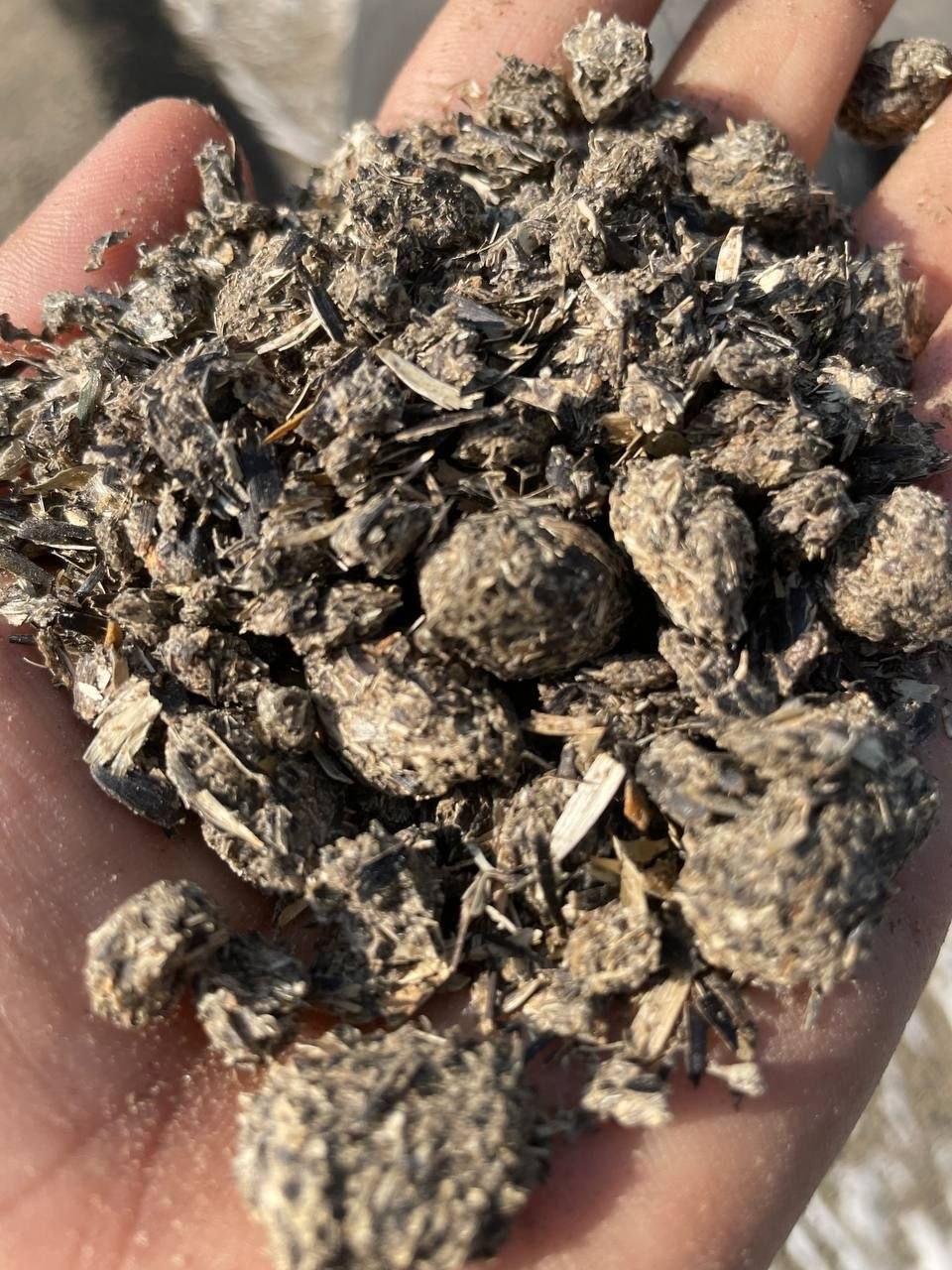 Qozoq semichka shrot — sifatli, 32/33 pratayin