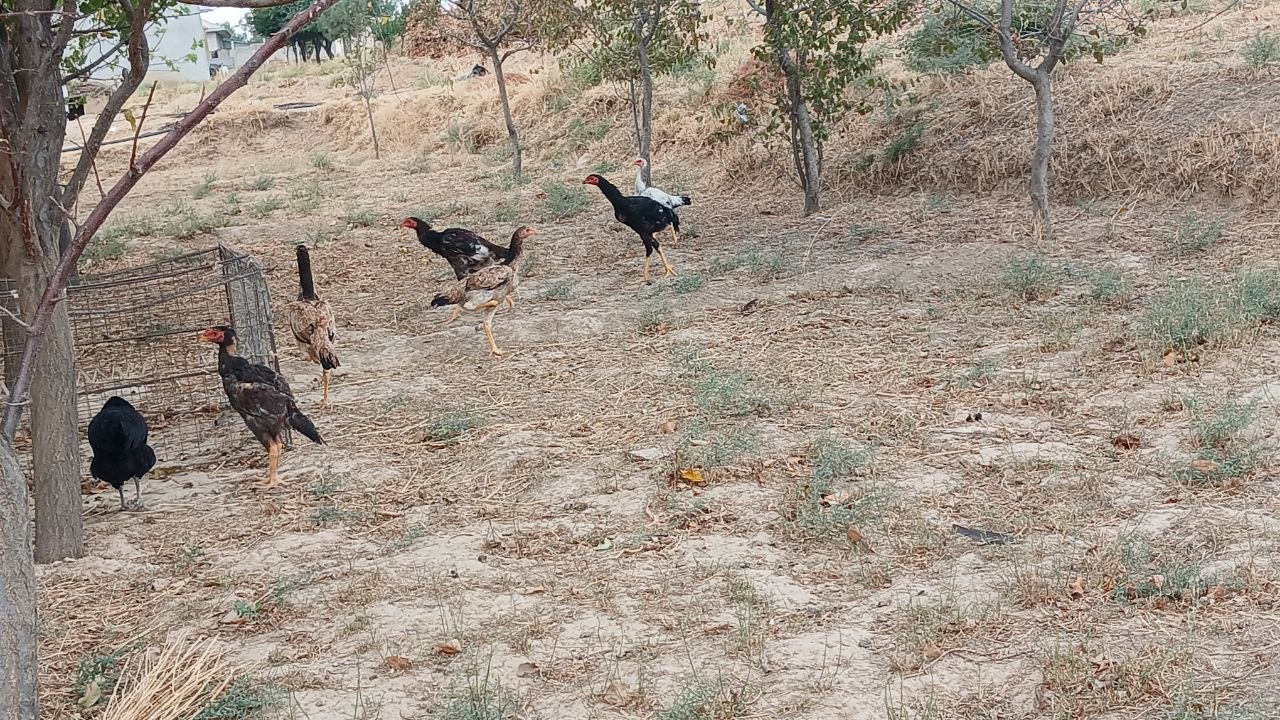 Tel raqam