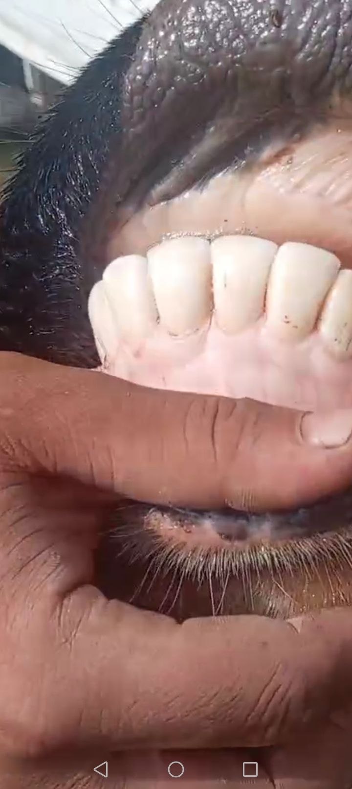 8 oyli bog'oz mol — sog'lom, kuchli