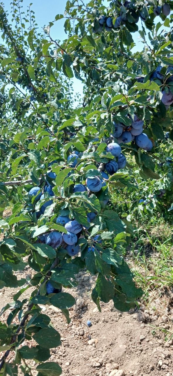 Serbiya bor tayyor — sotishga