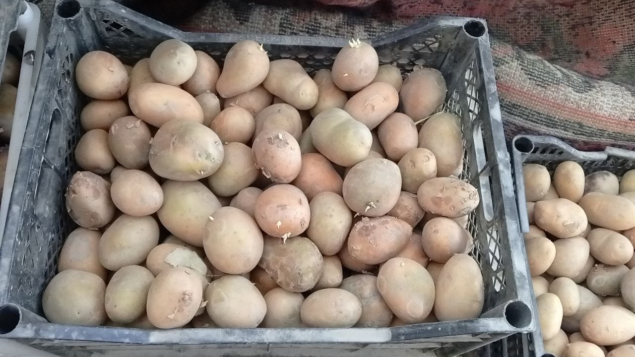Gibir qilingan arezona kartoshka uruq tayyor boshlab
