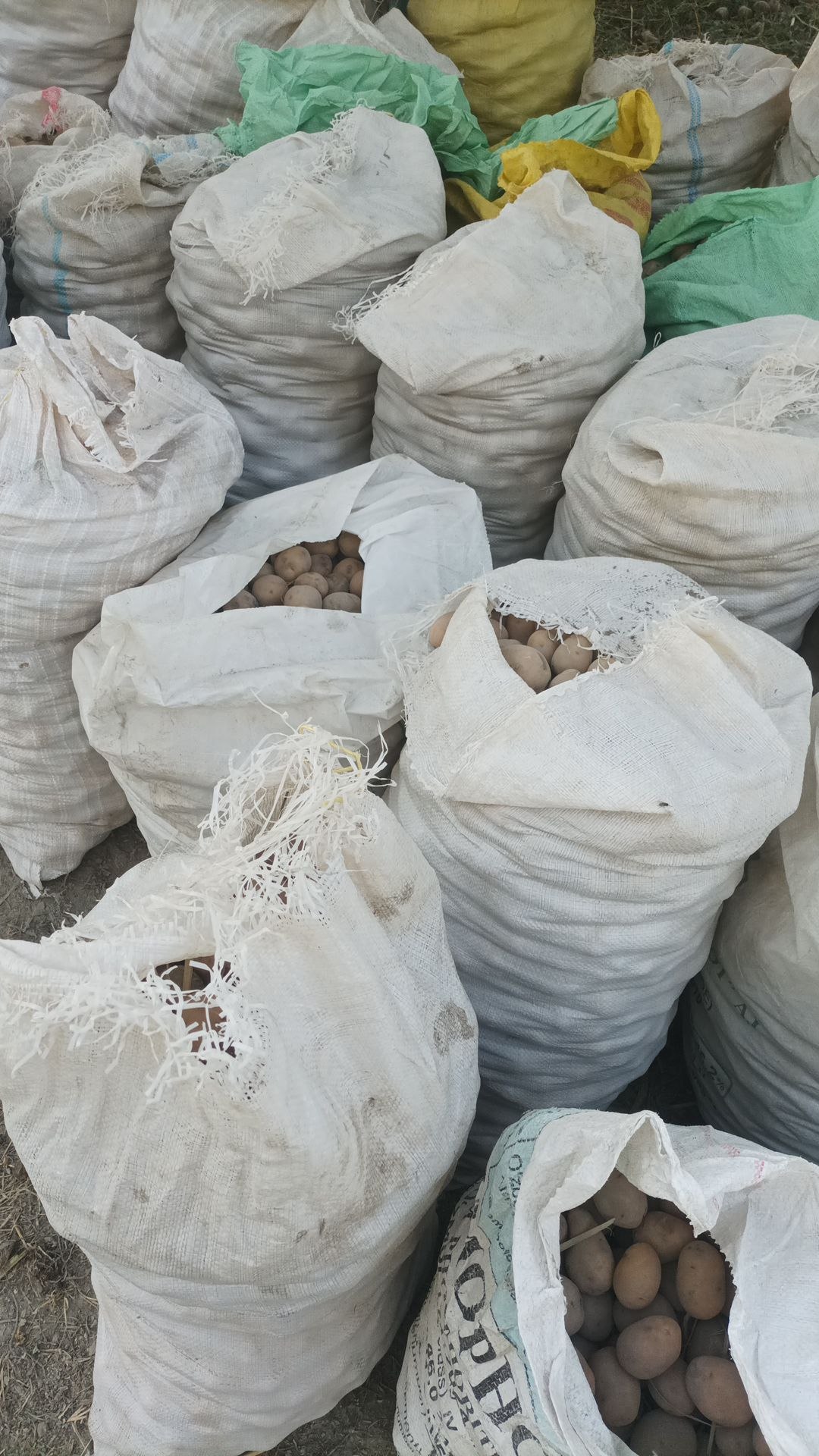 10 tonna ikkinchi sort yangiqdan kartoshka