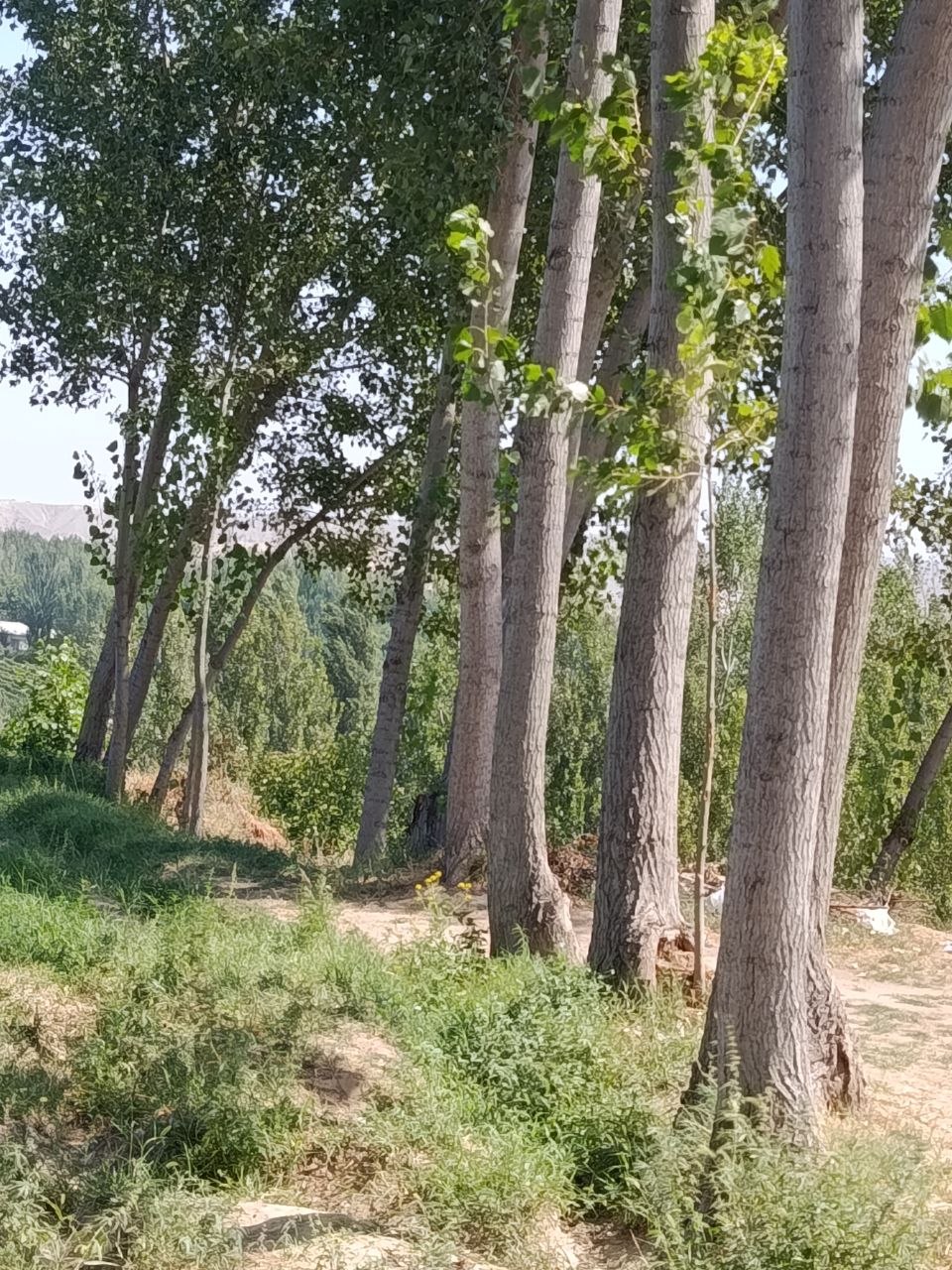 Taraklar — sifatli va chiroyli