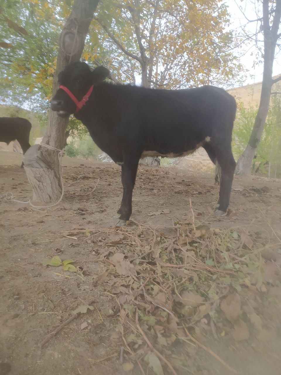 Buzoqlar