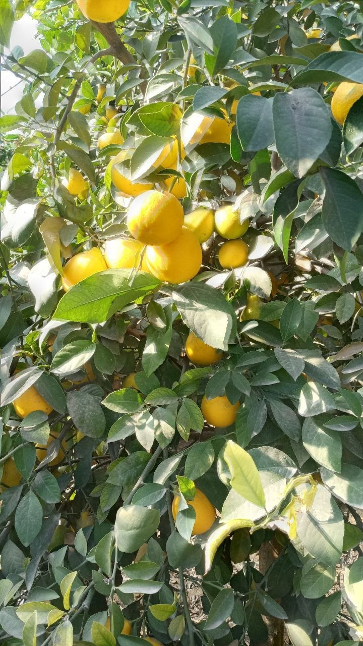 SERHOSIL VA SIFATLI LIMON MANDARIN APELSIN KO'CHATLARI