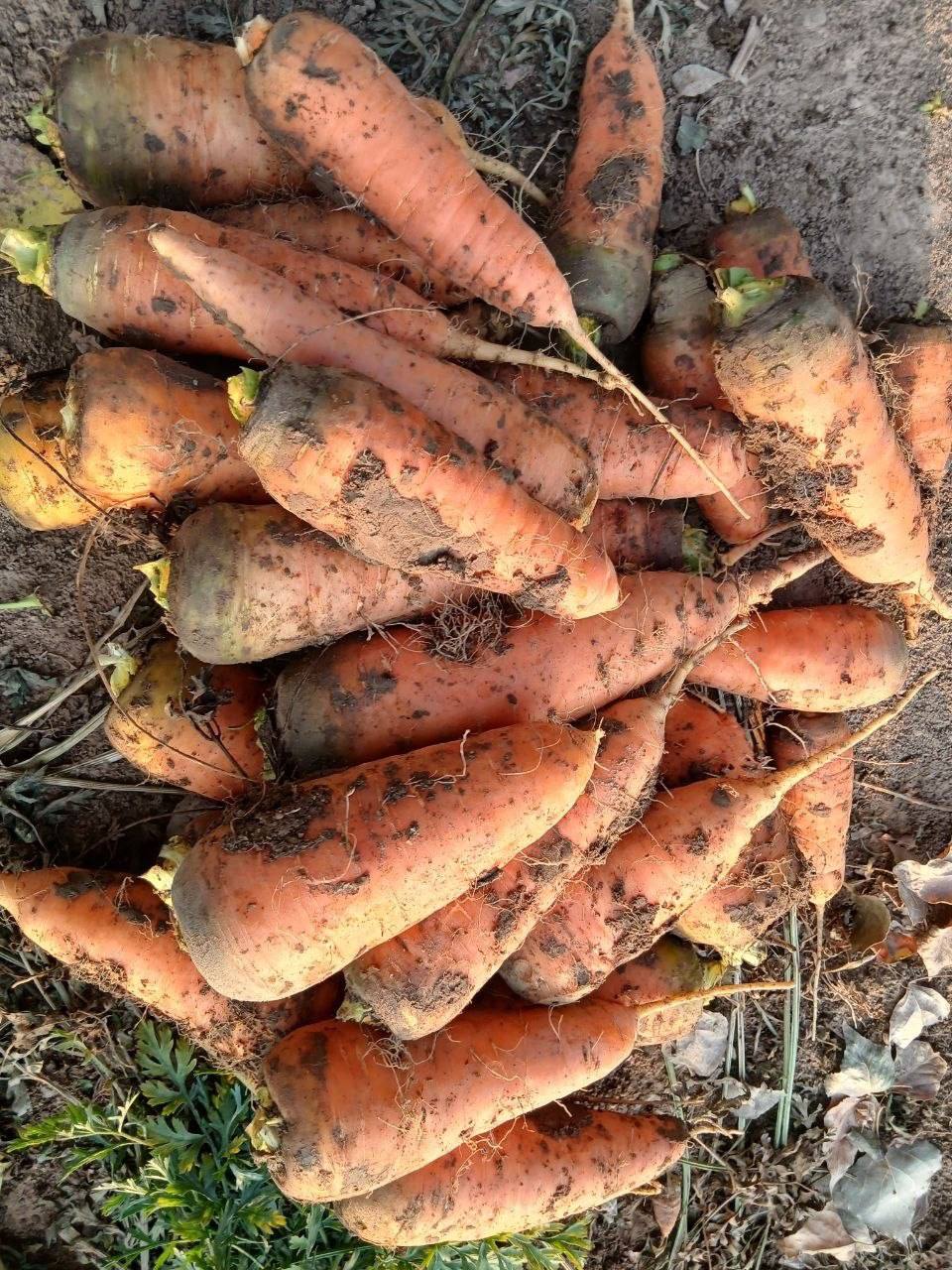 Sotiladigan Sabzi bor