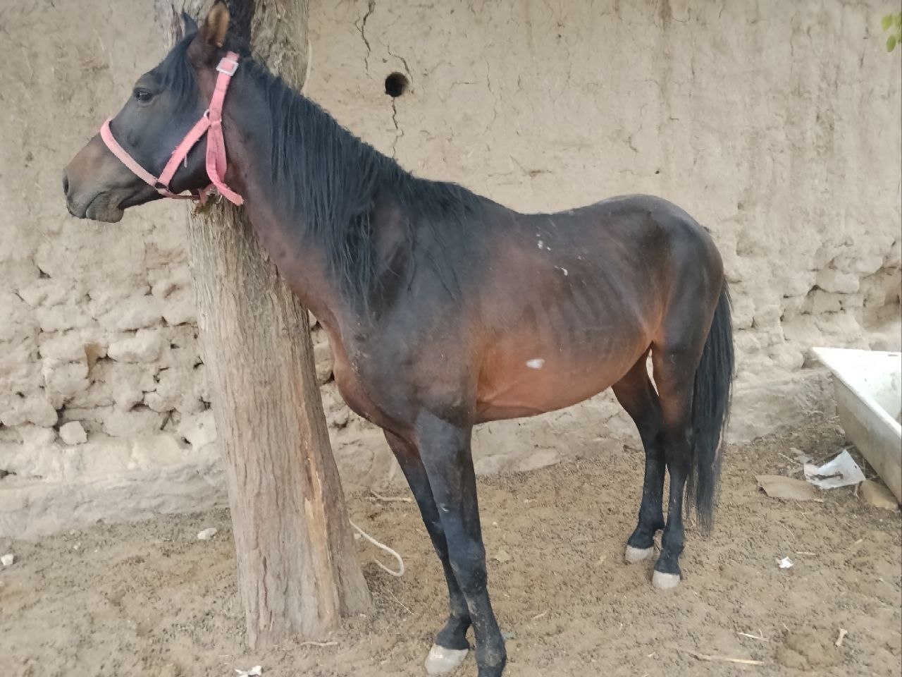 Saman ot — sog'lom va kuchli