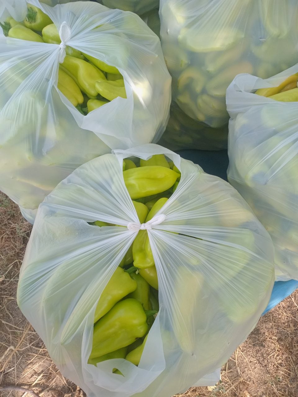 Balgardan 25 paket — sifatli