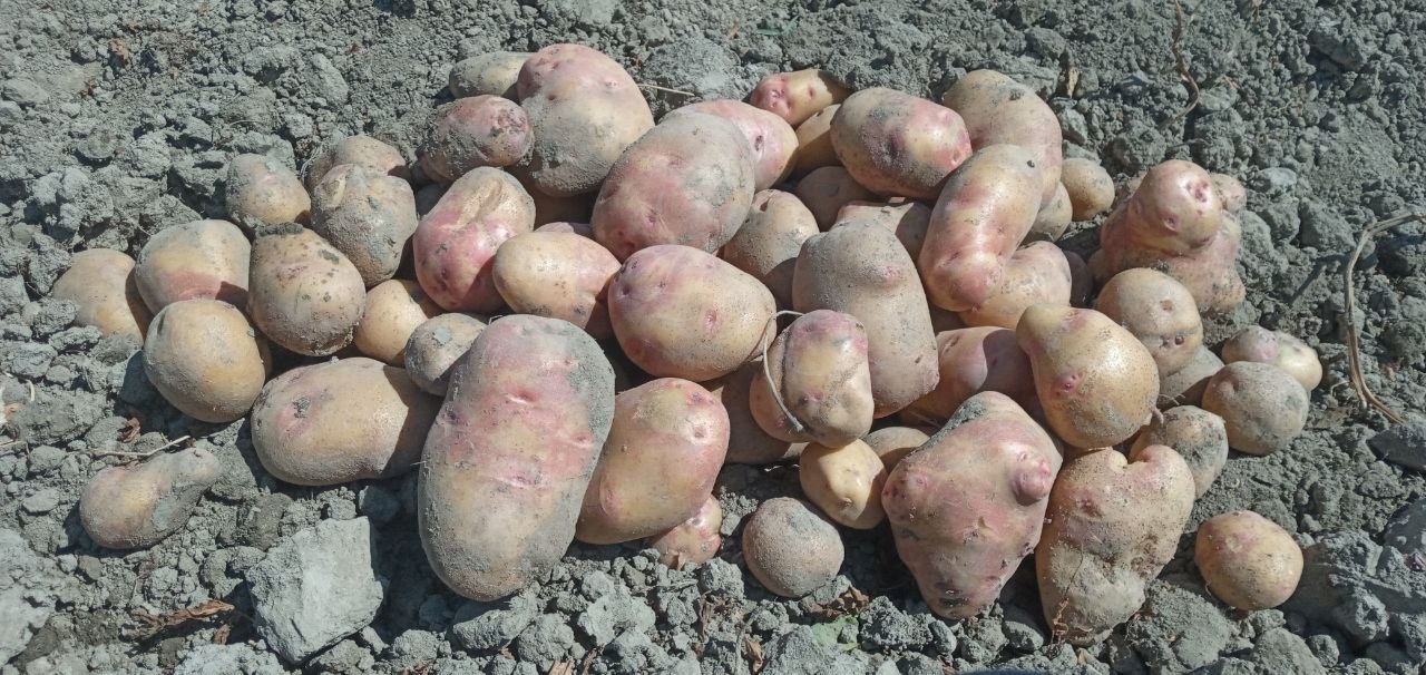 Kartoshka bulungur niyozmatda 8 tonna atrofida
