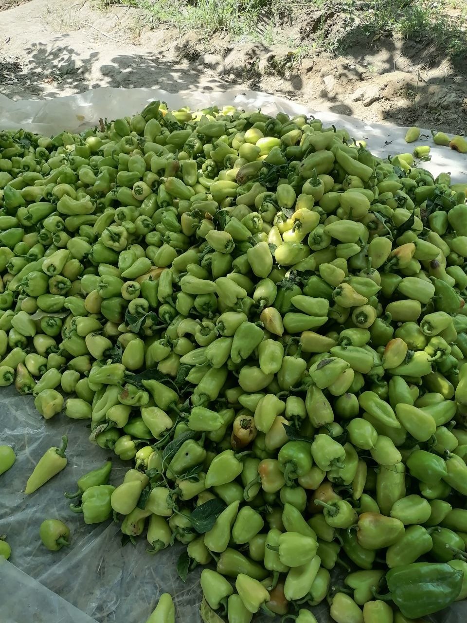 Balgar — 200 kg atrofida