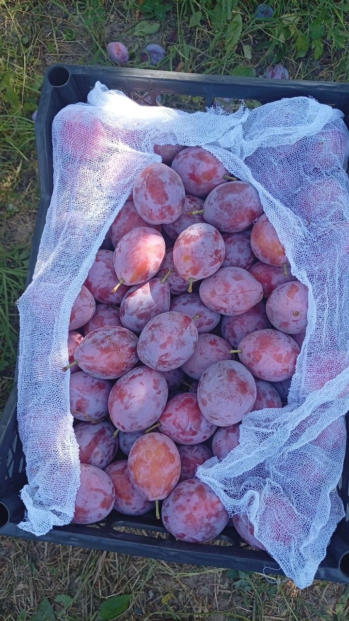 Слива таёрлаб берамиз