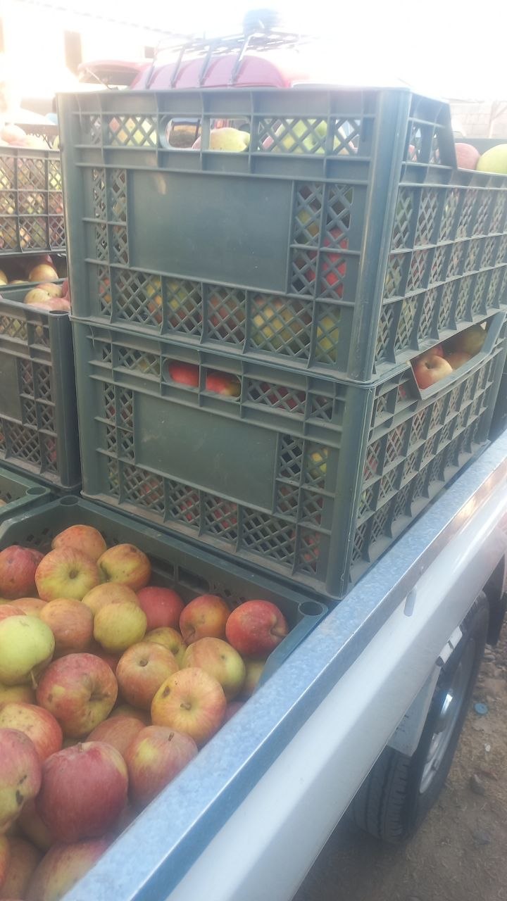 Mashi karzinkadan kerak 1000 ta olaman